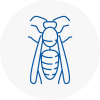 Pembrokeshire Wasp Nest Removal